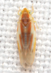 Erythridula lawsoniana