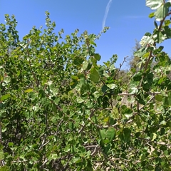 Rhus aromatica simplicifolia