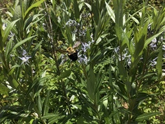 Amsonia repens