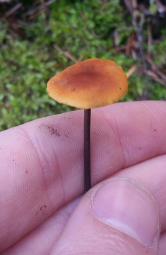 Xeromphalina fulvipes image