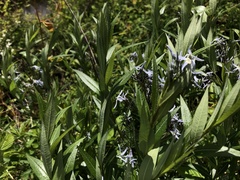 Amsonia repens