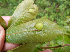 Phylloxera caryaeglobuli