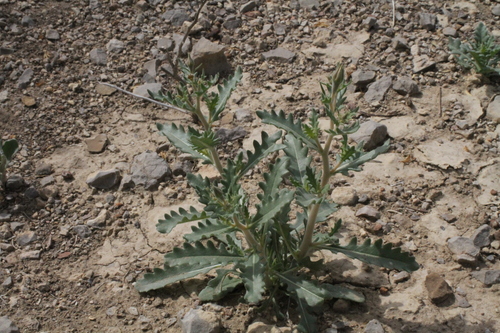 Image of Mentzelia mexicana by (c) Reid Hardin, some rights reserved (CC BY)
