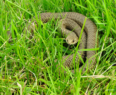 Patagonia Green Racer photo 4
