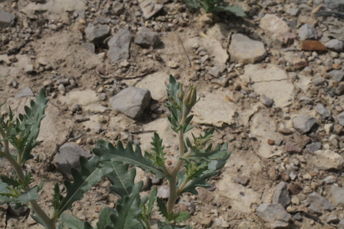 Image of Mentzelia mexicana by (c) Reid Hardin, some rights reserved (CC BY)
