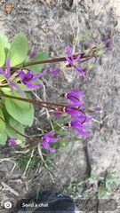 Primula fassettii