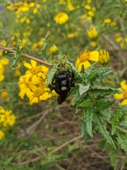 Xylocopa sonorina