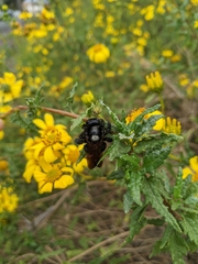 Xylocopa sonorina