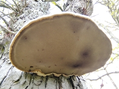 Polyporaceae