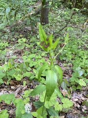 Thaspium trifoliatum trifoliatum