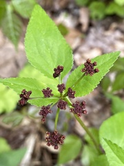 Thaspium trifoliatum trifoliatum