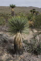 Yucca rostrata