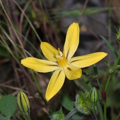Triteleia