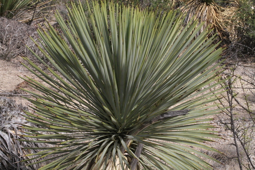 Image of Yucca rostrata by (c) Reid Hardin, some rights reserved (CC BY)