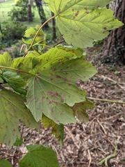 Acer pseudoplatanus