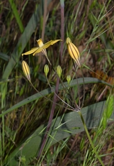 Triteleia