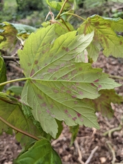 Acer pseudoplatanus