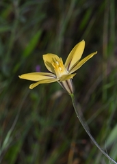 Triteleia