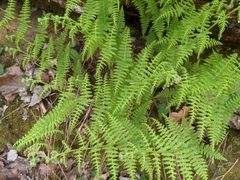 Dennstaedtia