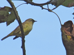 Setophaga palmarum hypochrysea