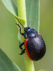 Chrysolina gypsophilae