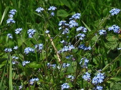 Myosotis decumbens