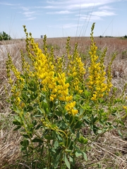 Baptisia sphaerocarpa