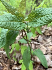 Conoclinium coelestinum