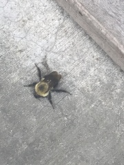 Bombus griseocollis