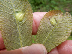 Phylloxera caryaeglobuli