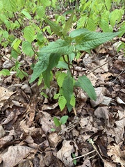 Conoclinium coelestinum