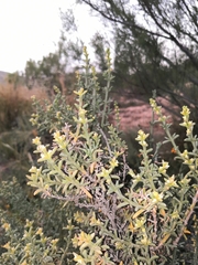 Salsola oppositifolia