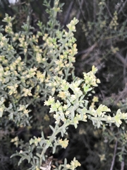 Salsola oppositifolia