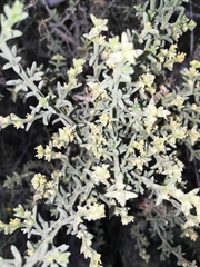 Salsola oppositifolia