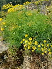Lomatium klickitatense