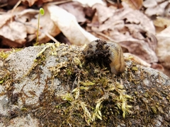 Arion fasciatus