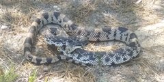 Pituophis melanoleucus melanoleucus