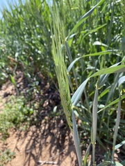 Triticum aestivum