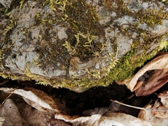 Arion fasciatus