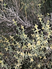 Salsola oppositifolia