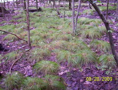 Carex bromoides bromoides