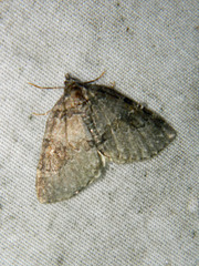 Plemyria georgii