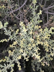 Salsola oppositifolia