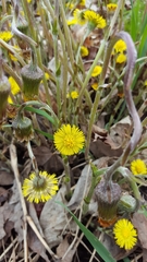 Tussilago farfara
