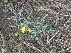Lomatium ambiguum