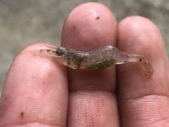 Palaemon kadiakensis