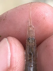 Palaemon kadiakensis