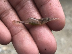 Palaemon kadiakensis