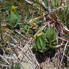 Aristolochia pallida