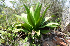 Agave brevispina